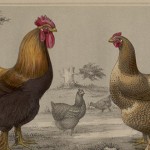 cuadro de gallinas