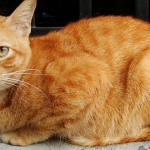 curiosidades gatos