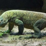 dragón de komodo