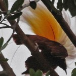 El ave del paraíso, el pájaro que vivía del rocío del cielo
