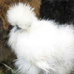 extraña gallina