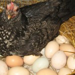 gallina con huevos