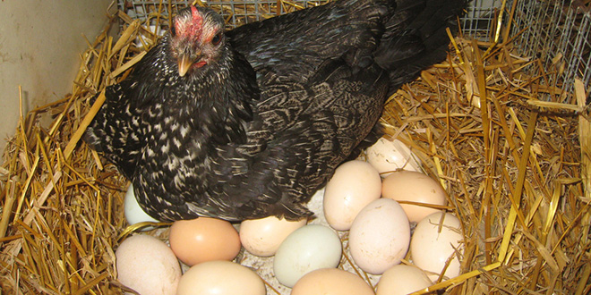 gallina con huevos