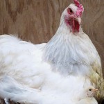 gallina y pollitos