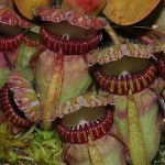 5 plantas carnívoras ultra-letales