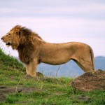 El animal con mayor actividad sexual