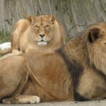 El animal con mayor actividad sexual leon