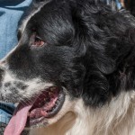 El perro que acompañó a Simón Bolívar
