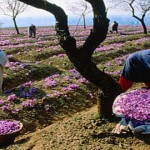 La curiosa historia del azafrán, una especia seductora