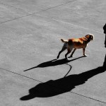 Los perros reconocen caras tristes y alegres
