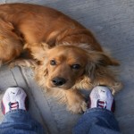 Perro y hombre