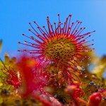 ¿Pueden las plantas sentir dolor?