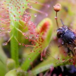 5 plantas carnívoras ultra-letales
