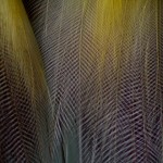 El ave del paraíso, el pájaro que vivía del rocío del cielo