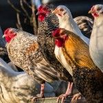 portada gallinas