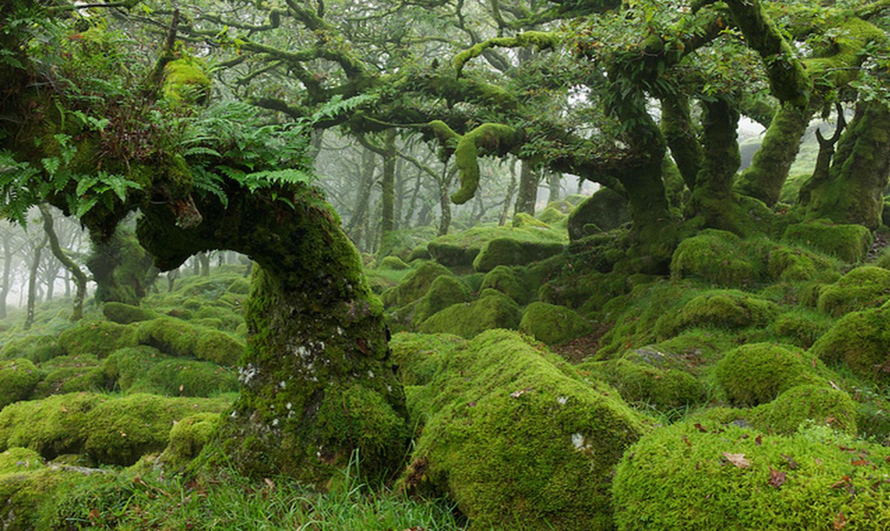 Un bosque de misterio y fantasía: Wistman's wood