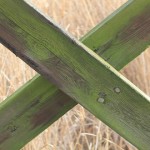 «x» la abreviatura de los miércoles