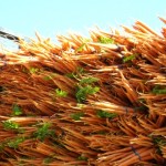 Mitos sobre las zanahorias