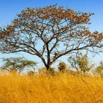 Los increíbles árboles que lloran «sangre»