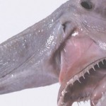 7 tiburones de pesadilla