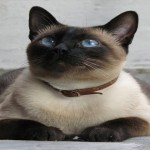 Curiosidades sobre los gatos siameses