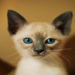 Curiosidades sobre los gatos siameses