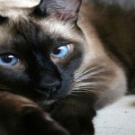 Curiosidades sobre los gatos siameses