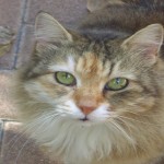 Así se adaptan algunos animales a la ciudad