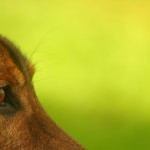 Arthur, el perro superviviente de la selva del Amazonas
