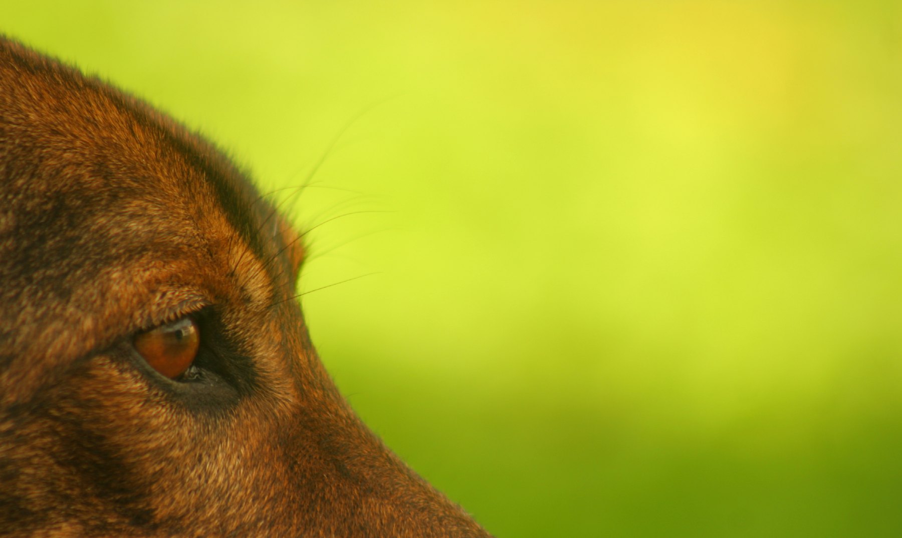 Arthur, el perro superviviente de la selva del Amazonas