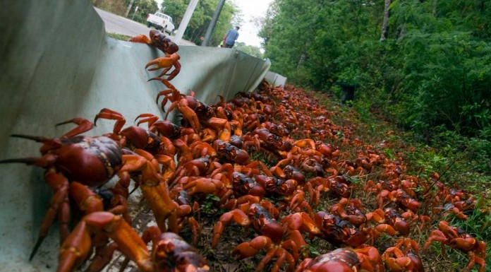 Marea de cangrejos rojos