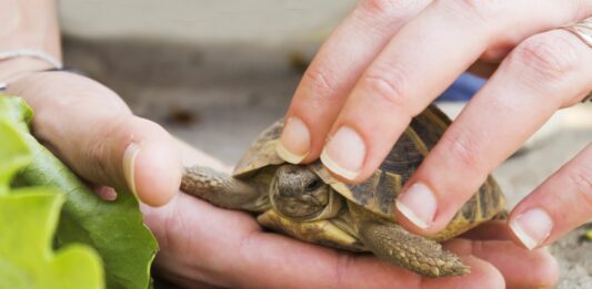 Cómo cuidar una tortuga | 7 cosas que debes saber