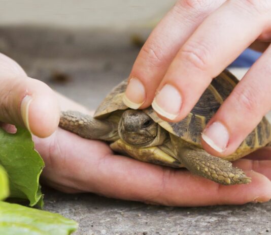 Cómo cuidar a una Tortuga | 7 Cosas que debes saber Cómo cuidar una tortuga | 7 cosas que debes saber