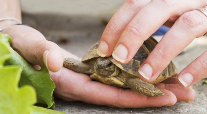 Cómo cuidar una tortuga | 7 cosas que debes saber