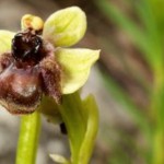 orquídea abejorro