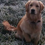 ¿Qué diría nuestro perro si pudiera hablar?