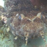 alfombra Wobbegong
