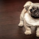 Así se adaptan algunos animales a la ciudad