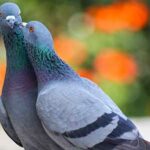 animales que viven en la ciudad