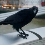 animales que viven en la ciudad