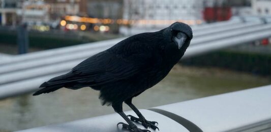 animales que viven en la ciudad