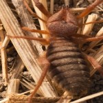 araña camello