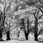 bosque de estonia