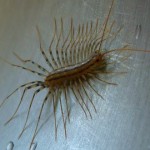 ciempiés casero
