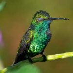 colibri-durmiendo