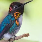 colibri-enano
