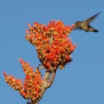 20 curiosidades sobre el colibrí