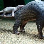 cria de pangolin