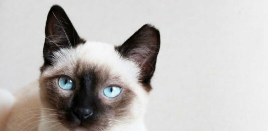 curiosidades de los gatos siameses