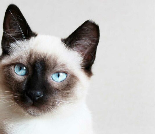 10 Curiosidades de los gatos siameses | Una raza sorprendente curiosidades de los gatos siameses